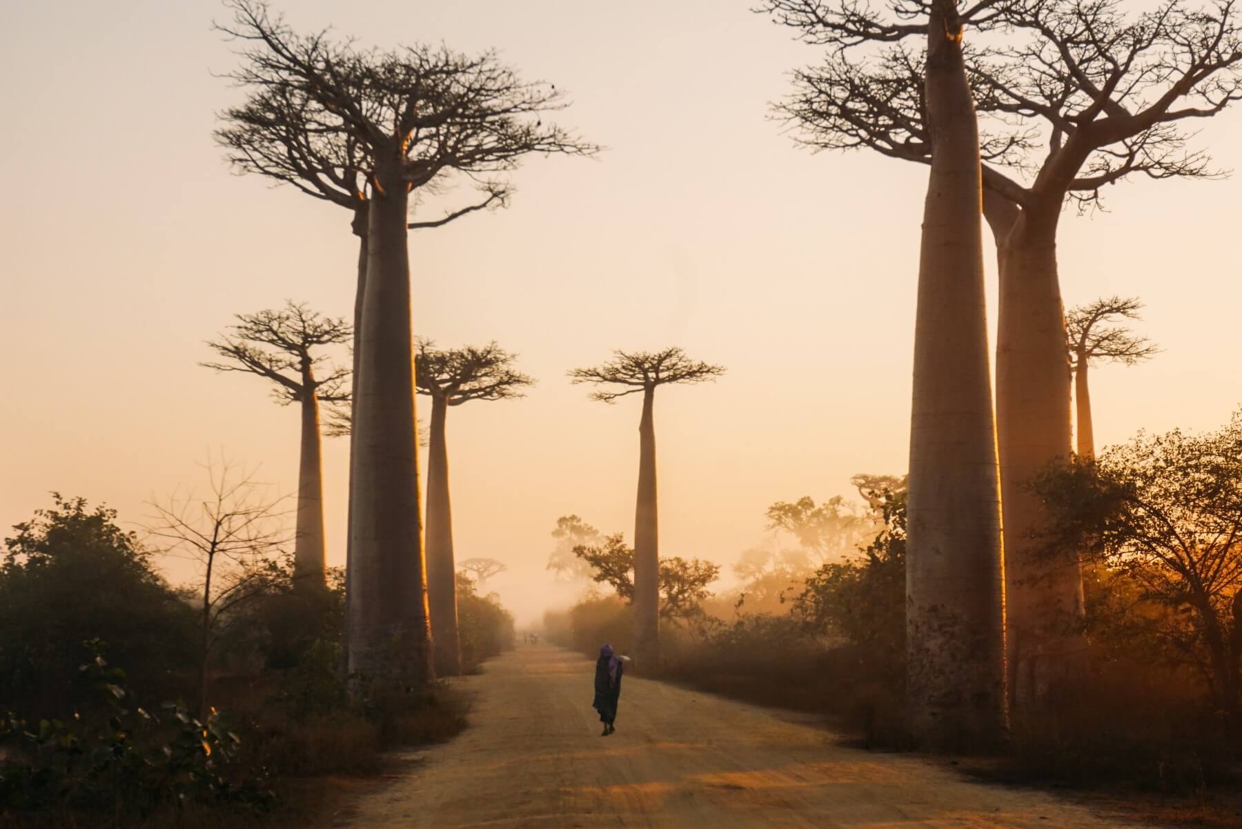 The famous "Baobab Alley" in Western Madagascar