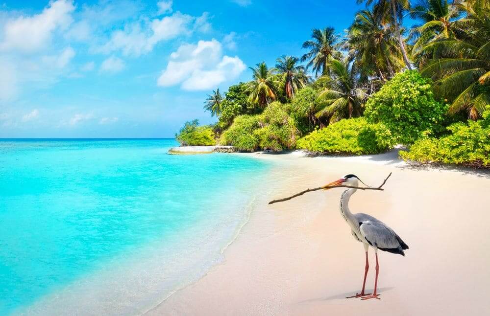 grey heron bird on a pristine beach in the maldives