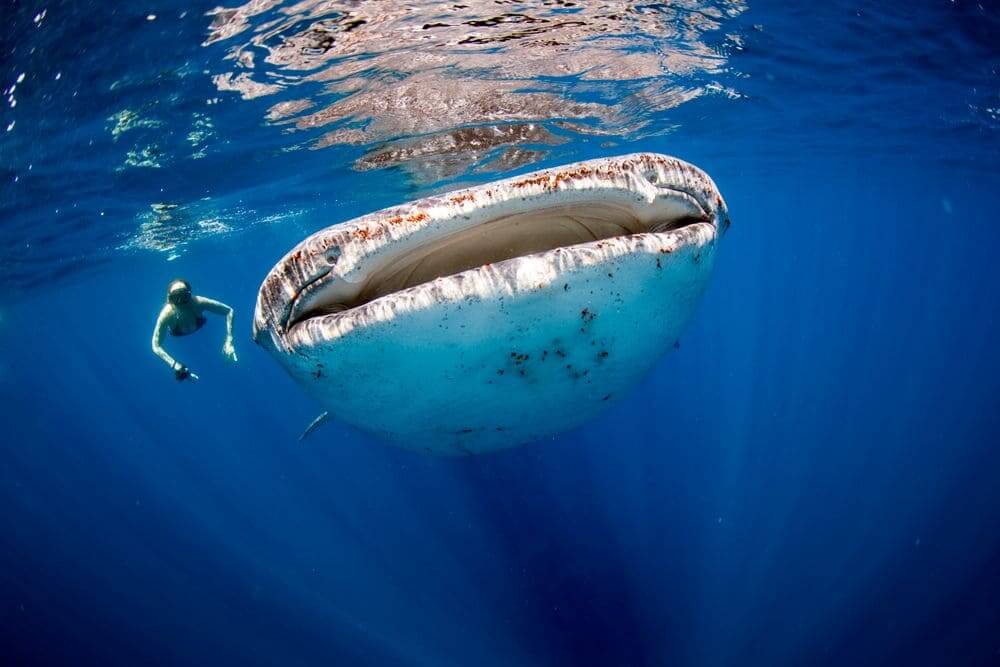 close up image of a whale shark in the maldives