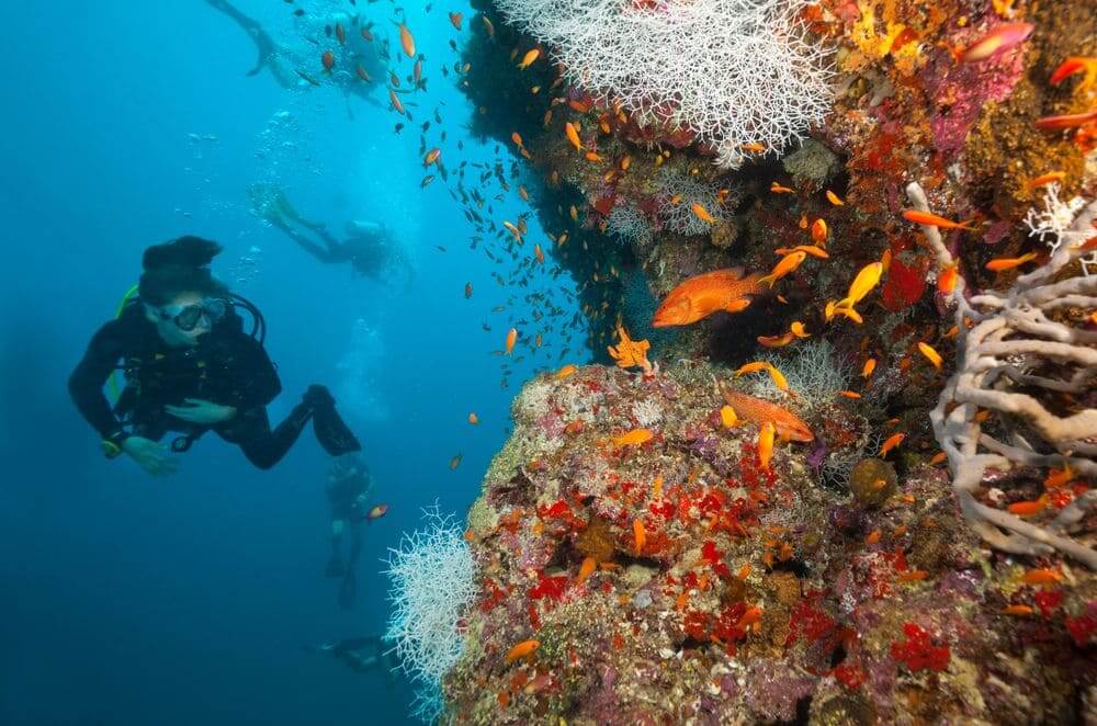 woman scuba diving next to brightly coloured fish and coral in the maldives