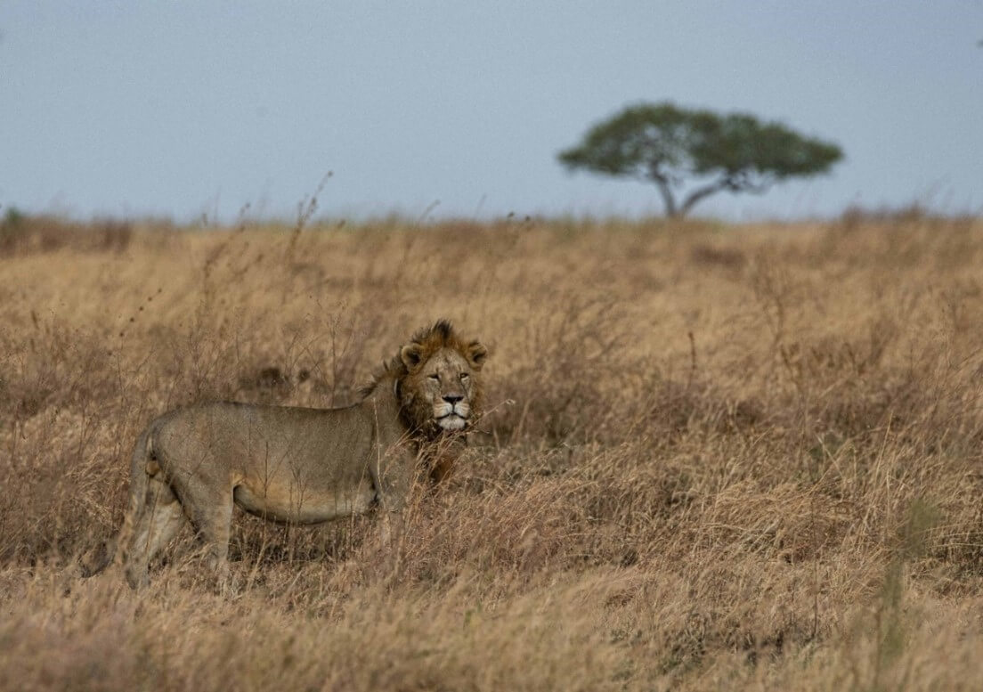 Male lion in Serengeti