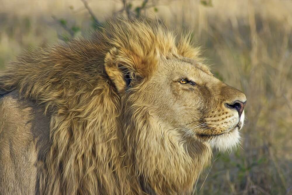 male_lion_botswana_big_five_safari