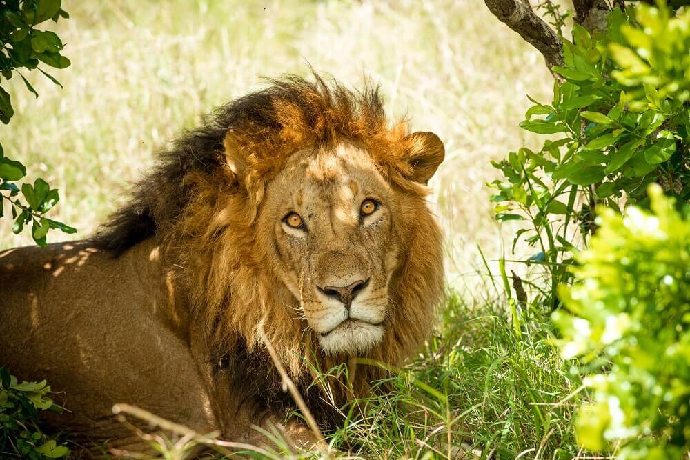 Male lion under a tree on safari - Rachel Sinclair photography