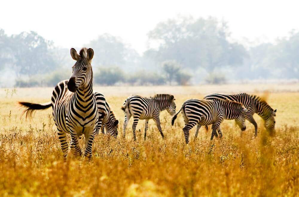 herd of crawshay's zebras grazing in the golden grasslands