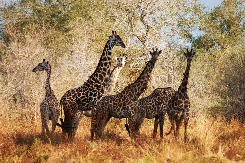 family of masai giraffes in the selous game reserve, tanzania