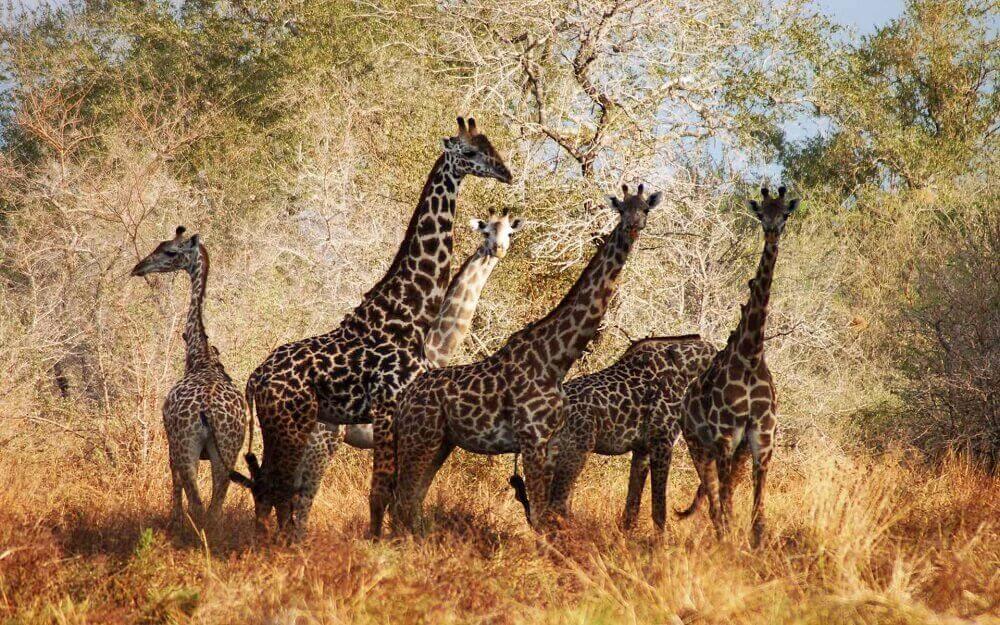 Masai giraffes at Selous National Park in Tanzania