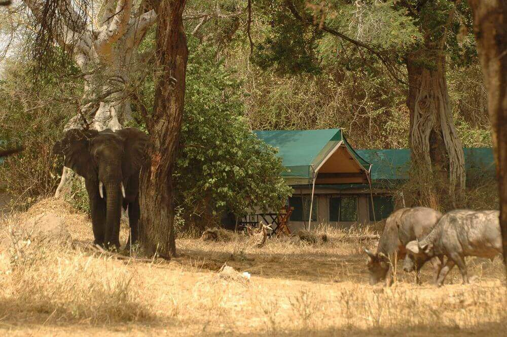 elephant standing beneath the trees of mdonya old river camp tanzania