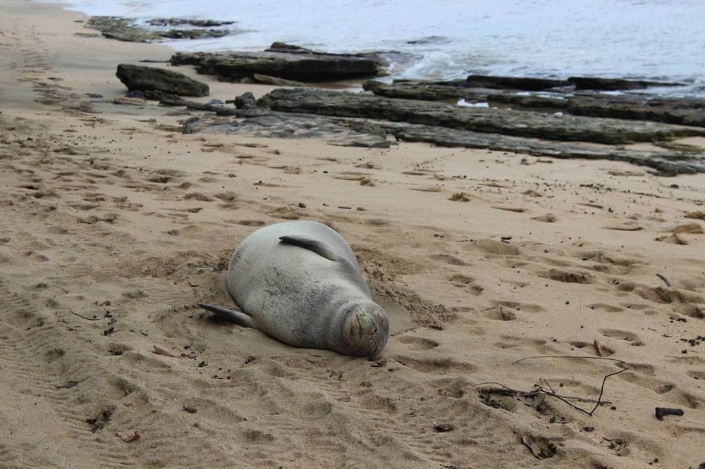 hawaiian monk seal lounging on the beach