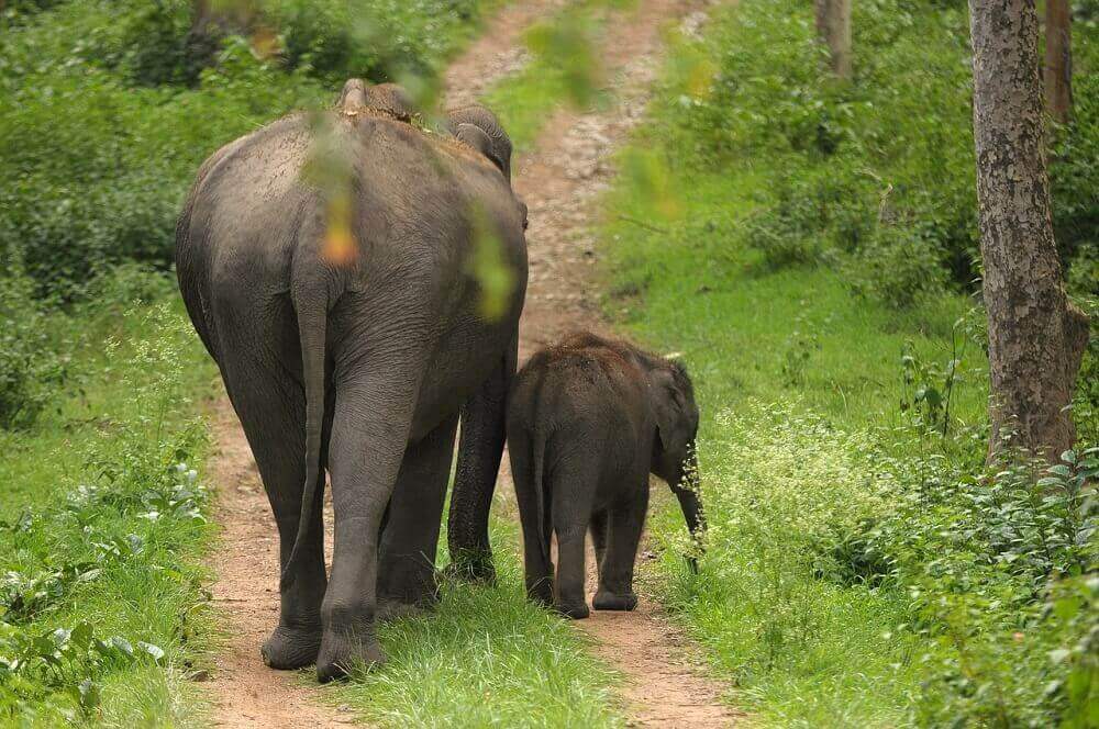 mother_and_baby_elephant_india