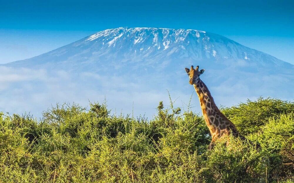 Mount Kilimanjaro view with giraffe in Tanzania