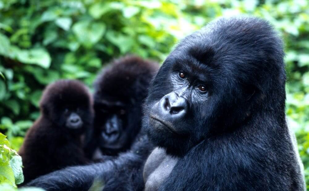 family of mountain gorillas in rwanda