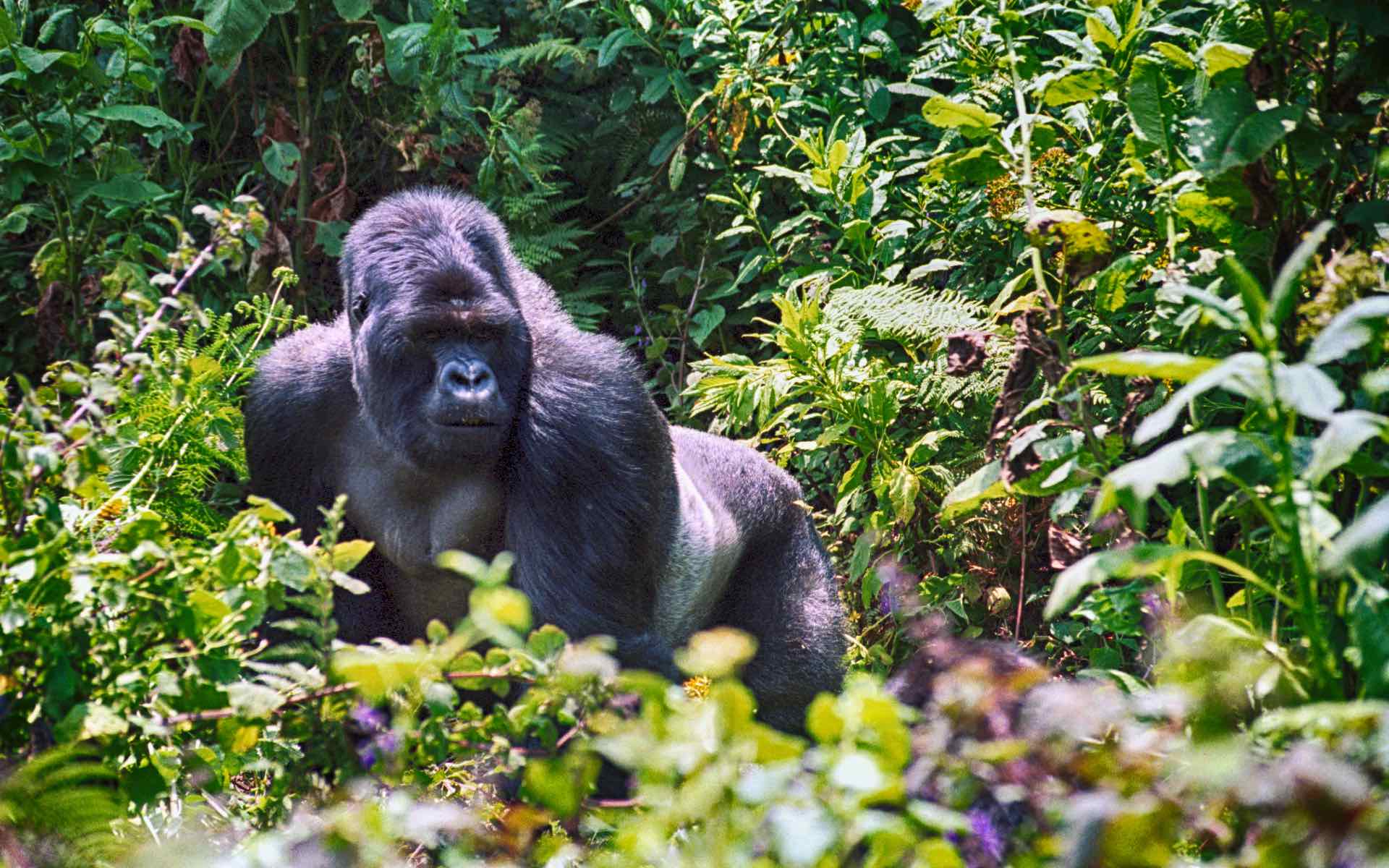 Walking with wild gorillas in Volcanoes National Park