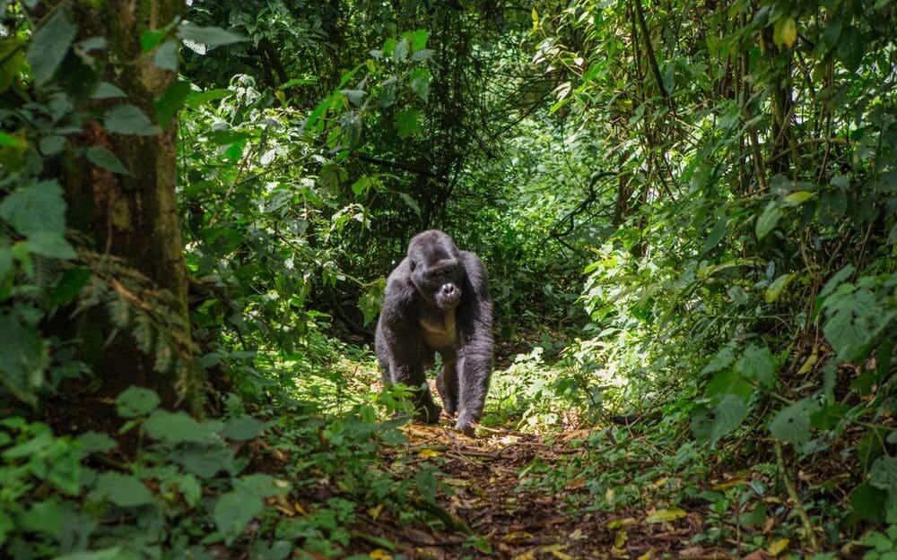 silverback mountain gorilla walking through the dense forests of bwindi impenetrable national park, uganda
