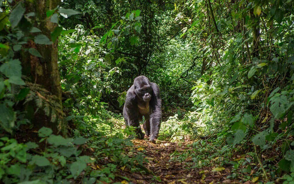 Mountain gorilla in Bwindi Forest in Uganda