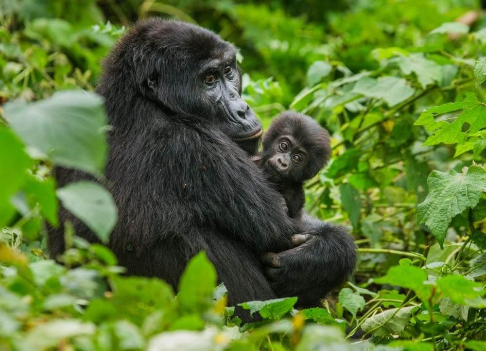wild mountain gorilla mother and baby in bwindi impenetrable national park, uganda
