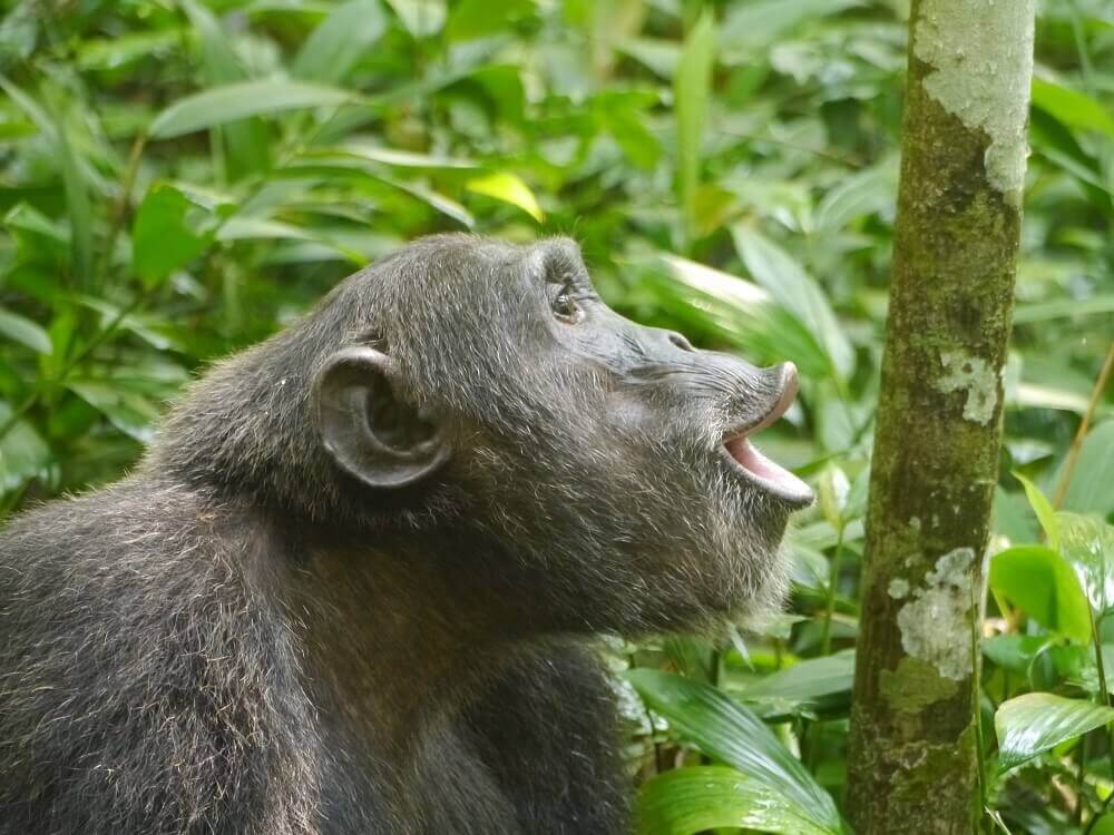 orphan gorilla in uganda