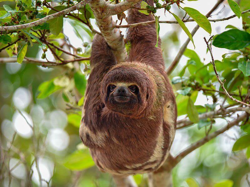 Three-toed and two-toed sloths are found in Ecuadorian Amazon rainforest