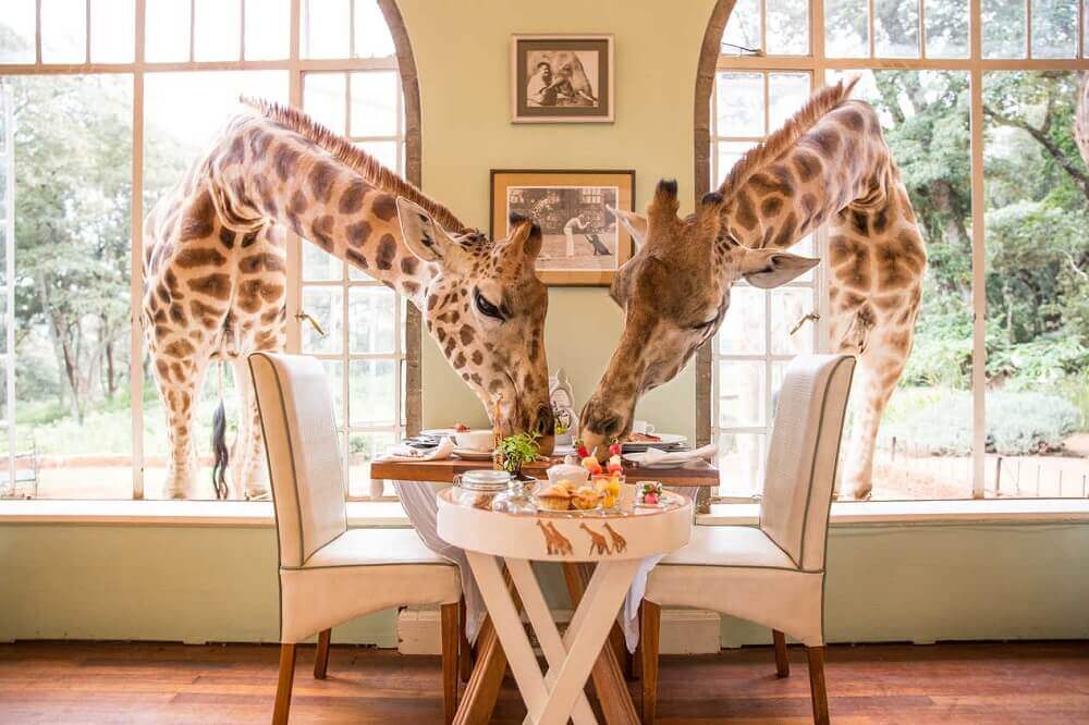 Breakfast at Giraffe Manor in Nairobi Kenya on an East Africa honeymoon
