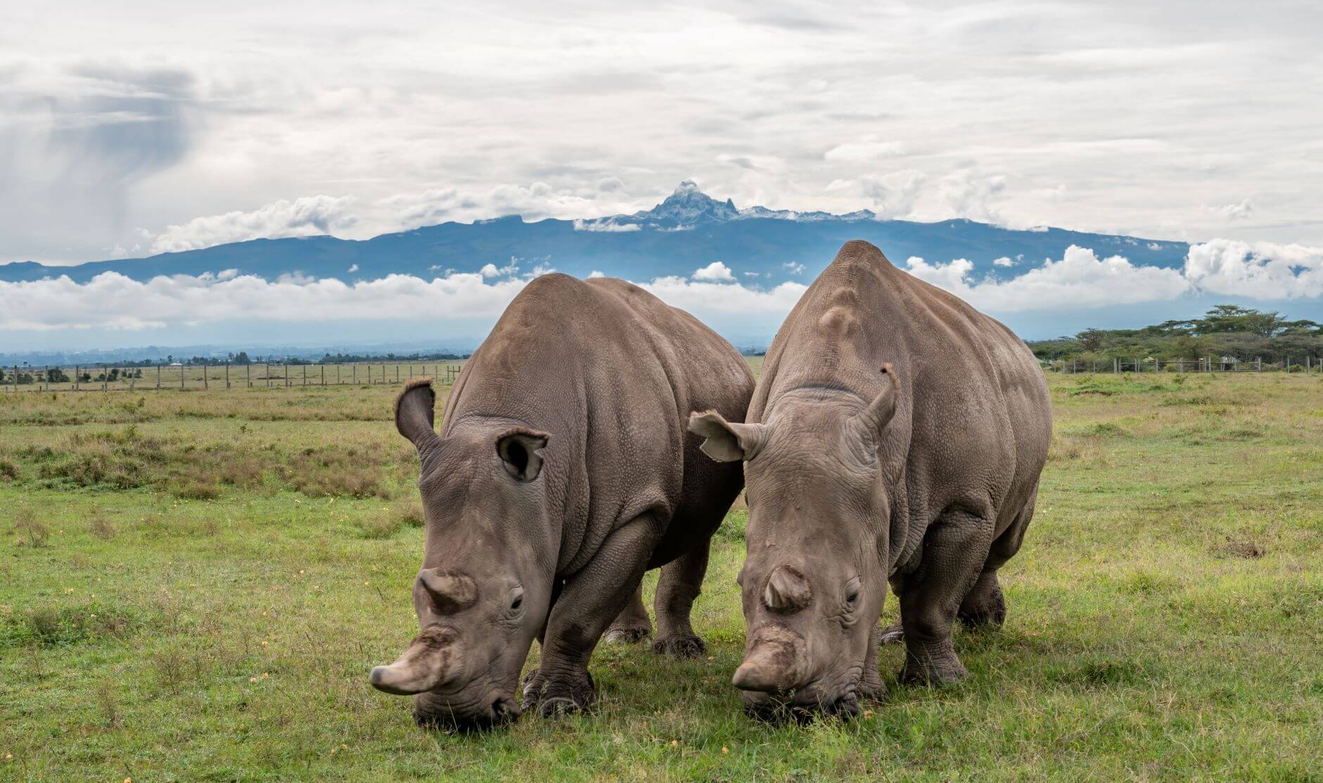 Najin and Fatu in front of Mt Kenya. Photographed x Marvin Mwarangu