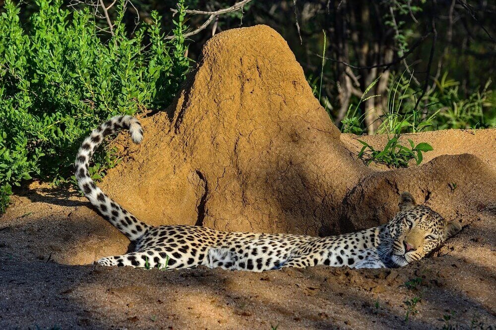 Leopard resting on the ground in Okojima Namibia