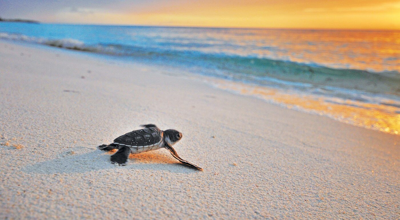 The Island Conservation Society uses tourist income to monitor and protect endangered marine species in the Seychelles