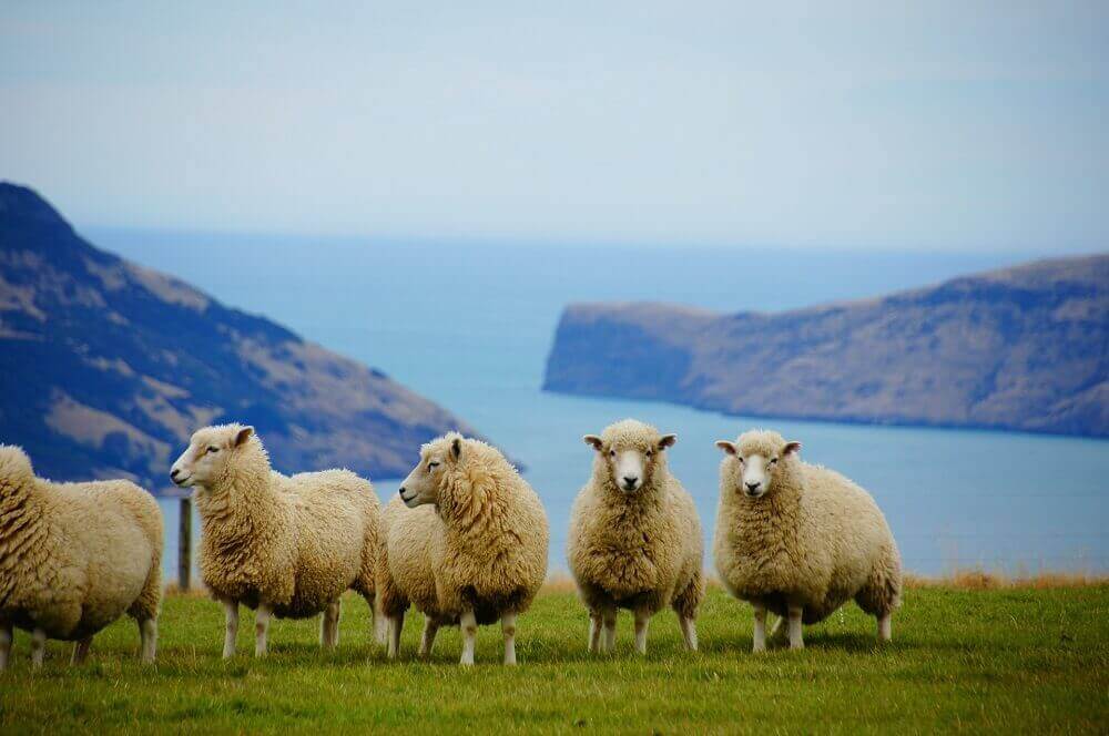 New Zealand Landscape Mountains Ocean Sheep