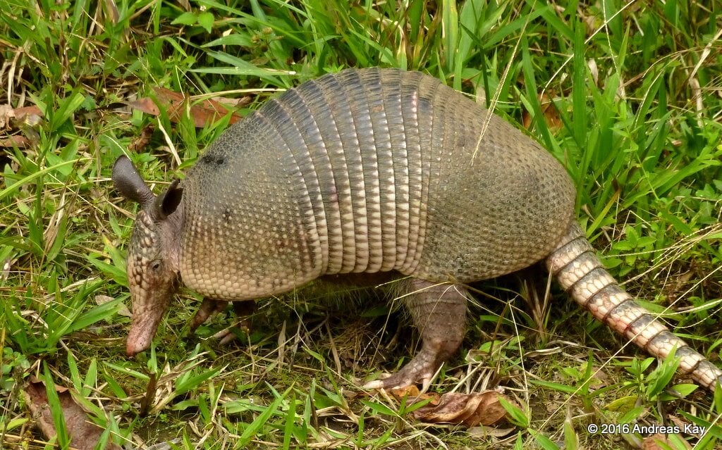 The nine-banded armadillo can be found in Mashpi Reserve, surrounded by Cloud Forest, just 3 hours north of Quito.
