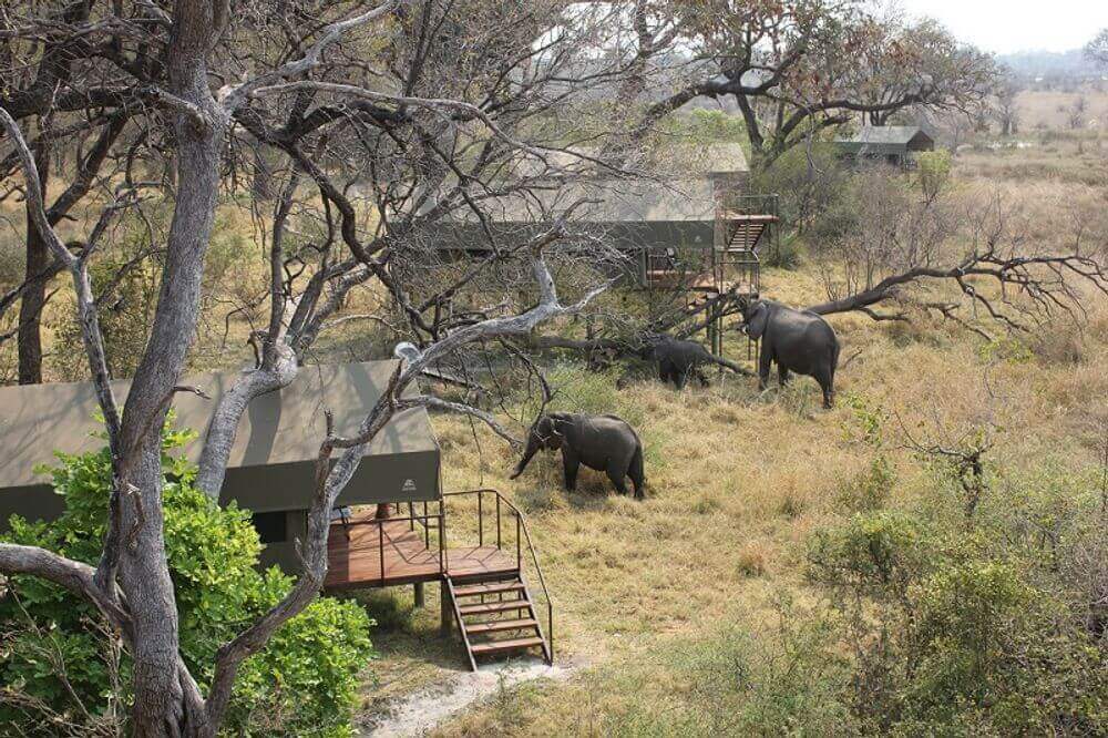elephants wandering through nkasa lupala tented lodge in namibia