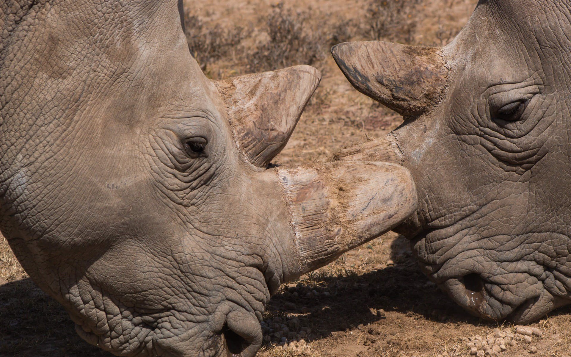 The Northern White Rhino Project