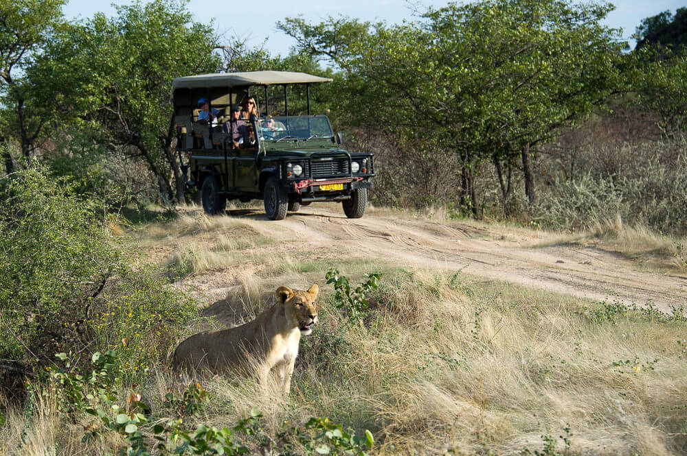 ongava-lionness-african-safari-game-drive
