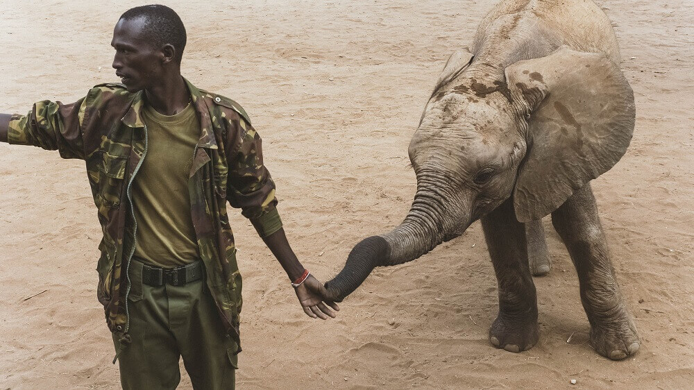 Orphan elephant at Reteti Elephant Sanctuary in Kenya
