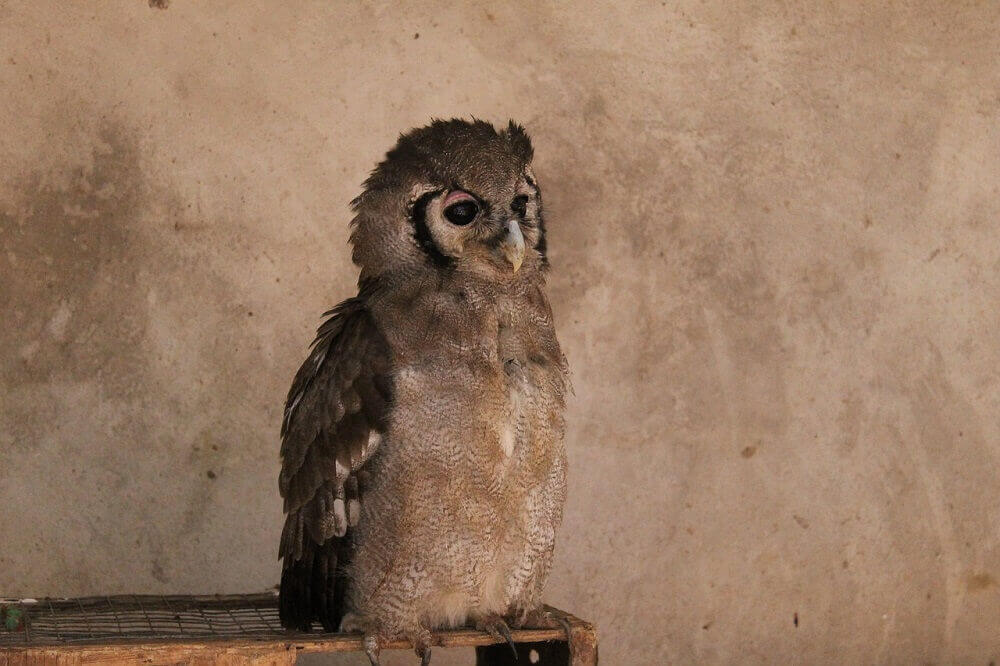 Owl perched in Zambia