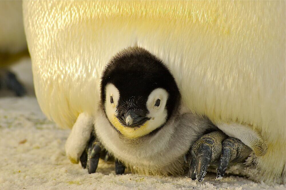 Penguin chick keeping warm in Antarctica