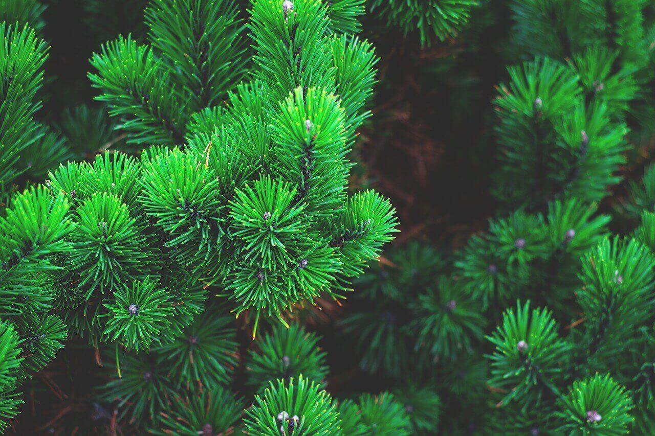 christmas-tree-pine-tree-tradition