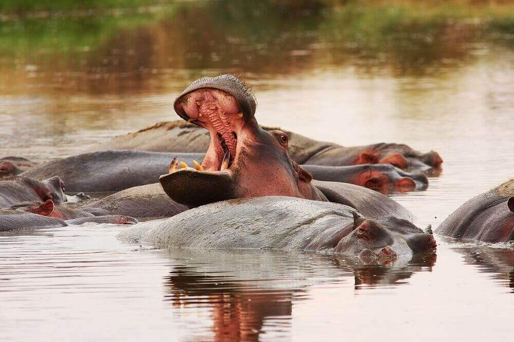 Pod of hippos bathing on safari in Tanzania