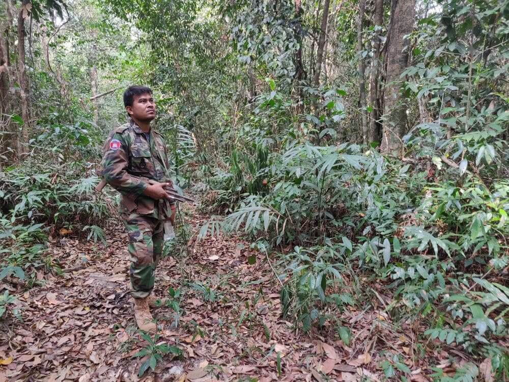 wildlife alliance ranger patrolling the jungle with a rifle