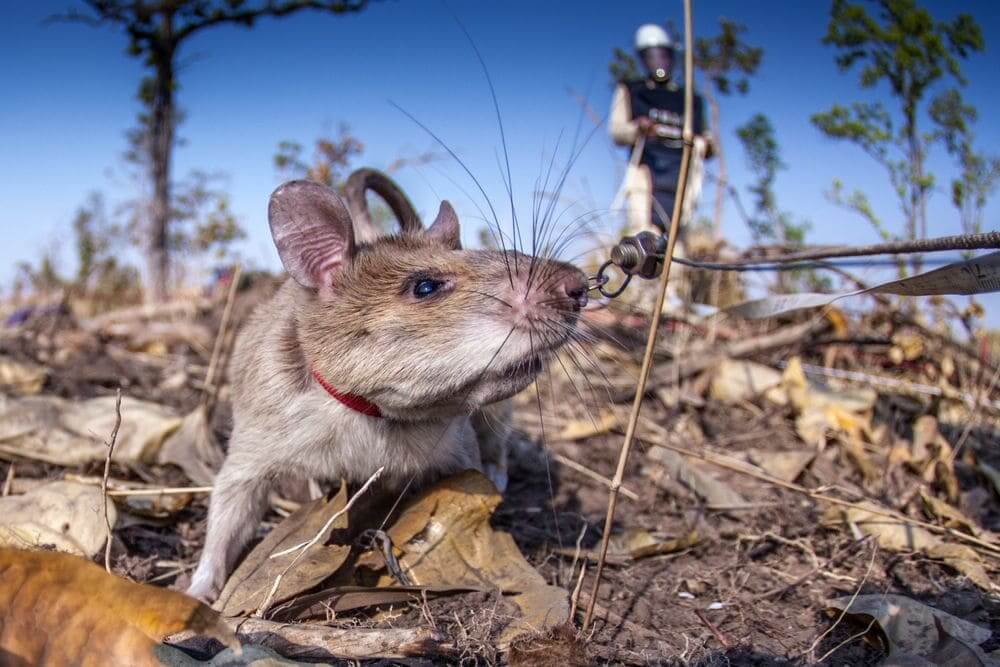 close up of a giant rat in the field detecting landmines for APOPO
