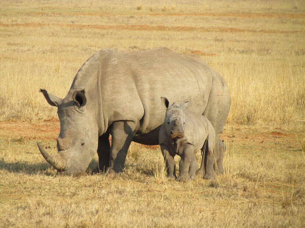 white rhinoceros and her baby grazing in grasslands