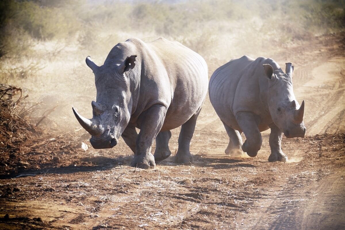 rhino_south_africa
