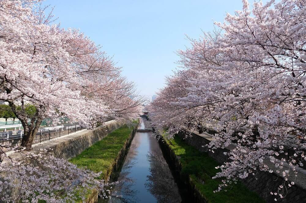 River flanked by cherry blossom trees in bloom during Japan's sakura season