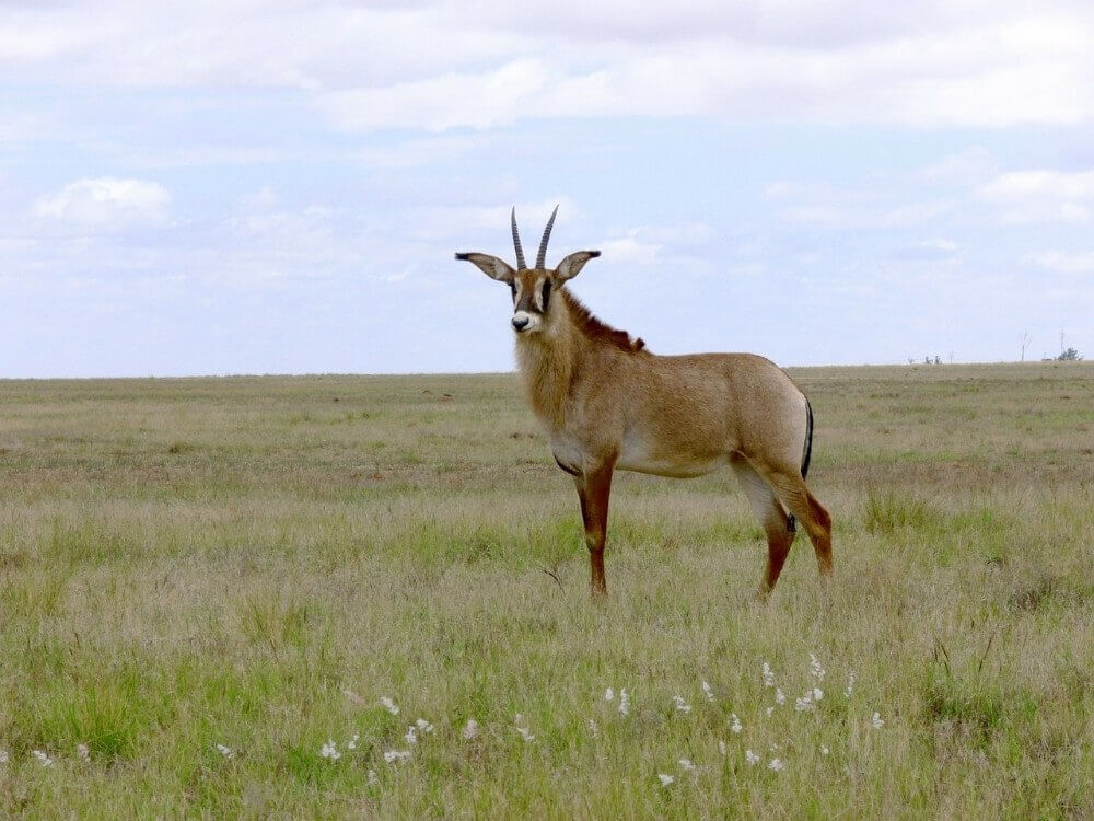 roan antelope standing in grasslands