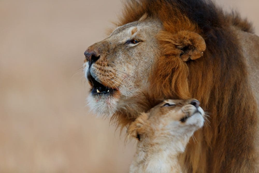 lioness and baby lion in the masai mara, kenya
