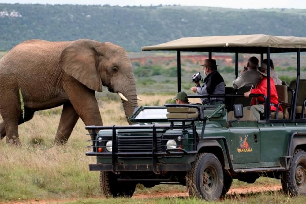 african-safari-game-drive-elephants