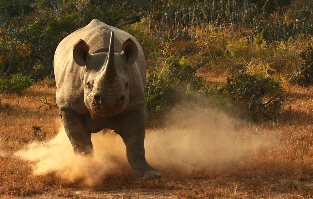 kwandwe-rhino-african-safari