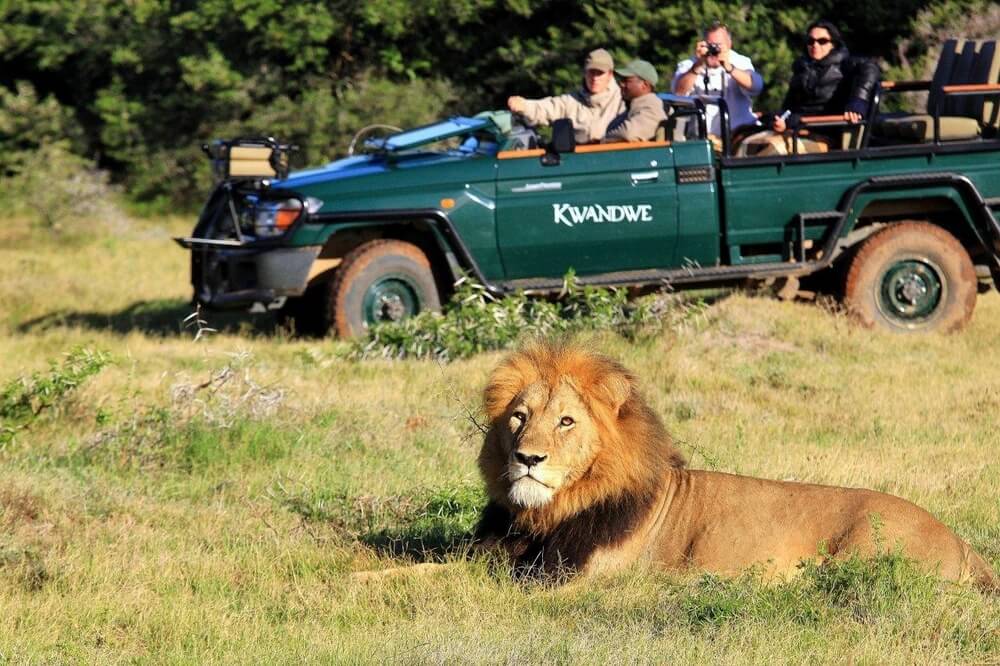 kwandwe-lodge-african-safari-lion-game-drive