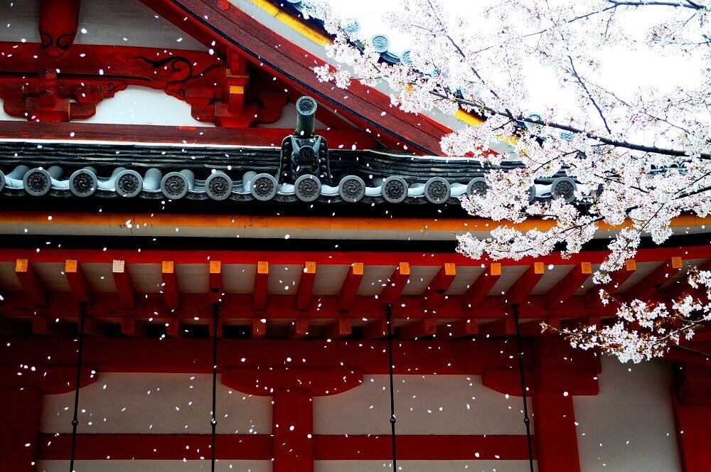 Cherry blossom petals falling during sakura season