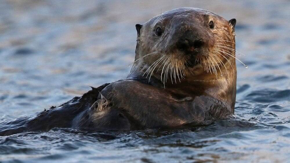 sea otter laying on his back with head poking out of the water