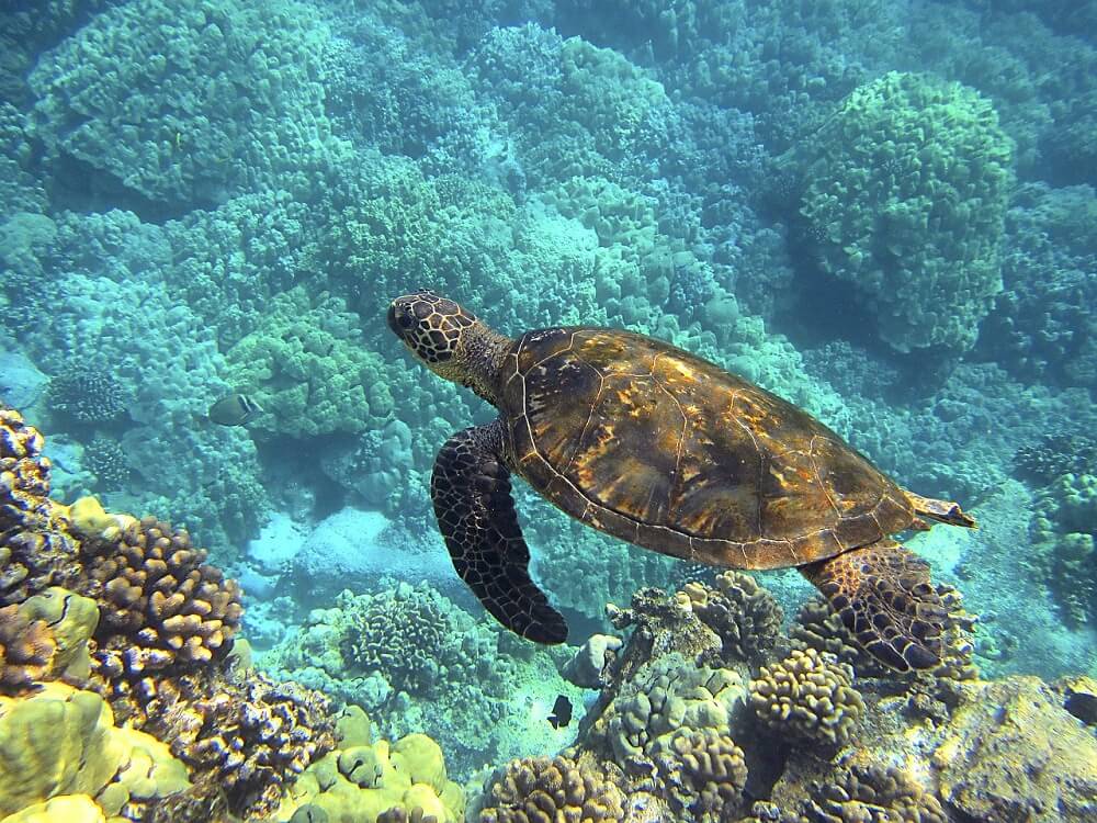 Sea turtle in a clear ocean swimming next to coral