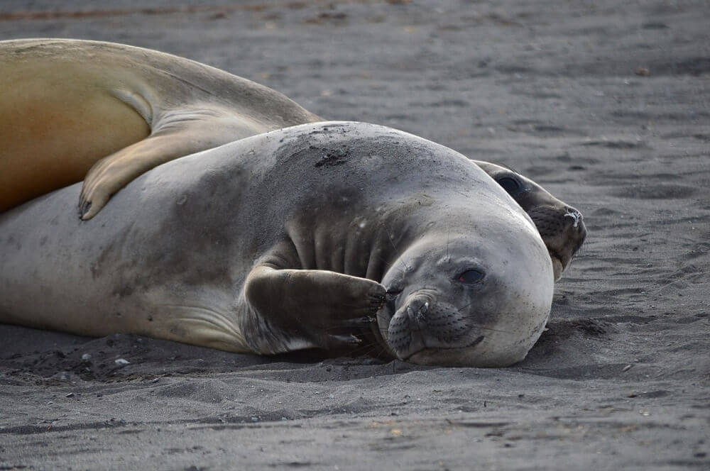 Seals lying on a beach in Antarctica