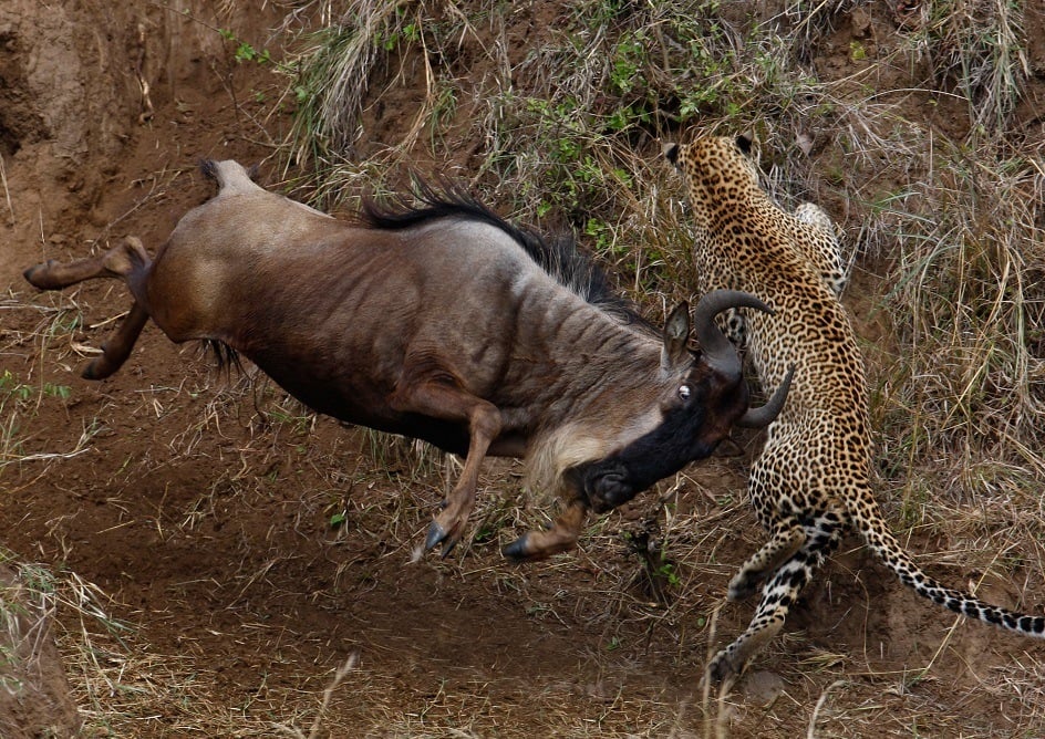 Wildebeest fighting a cheetah